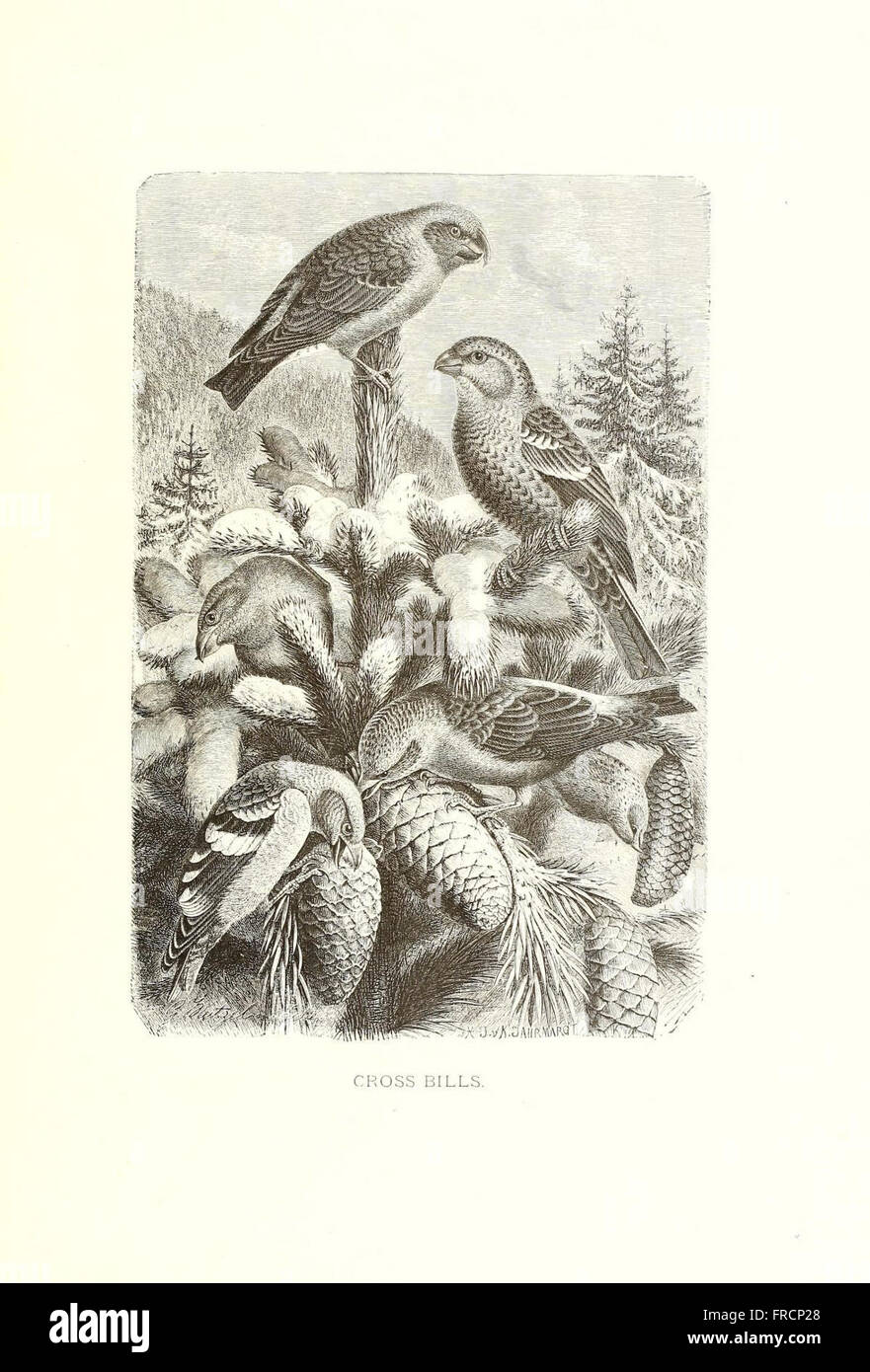 *Our Living World* ist eine umfassende Darstellung verschiedener Lebensformen innerhalb natürlicher Ökosysteme und bietet detaillierte Einblicke in verschiedene Arten und ihre Rolle innerhalb ökologischer Systeme, illustriert mit anschaulichen Platten und beschreibendem Text. Stockfoto