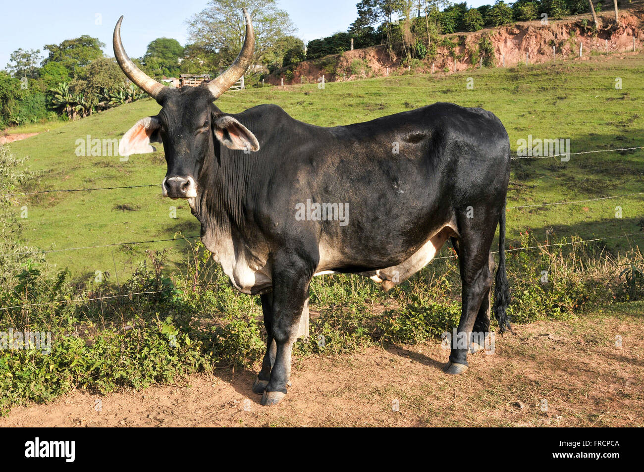 OX Guzera in Ochsenkarren in den ländlichen Gebieten verwendet Stockfoto