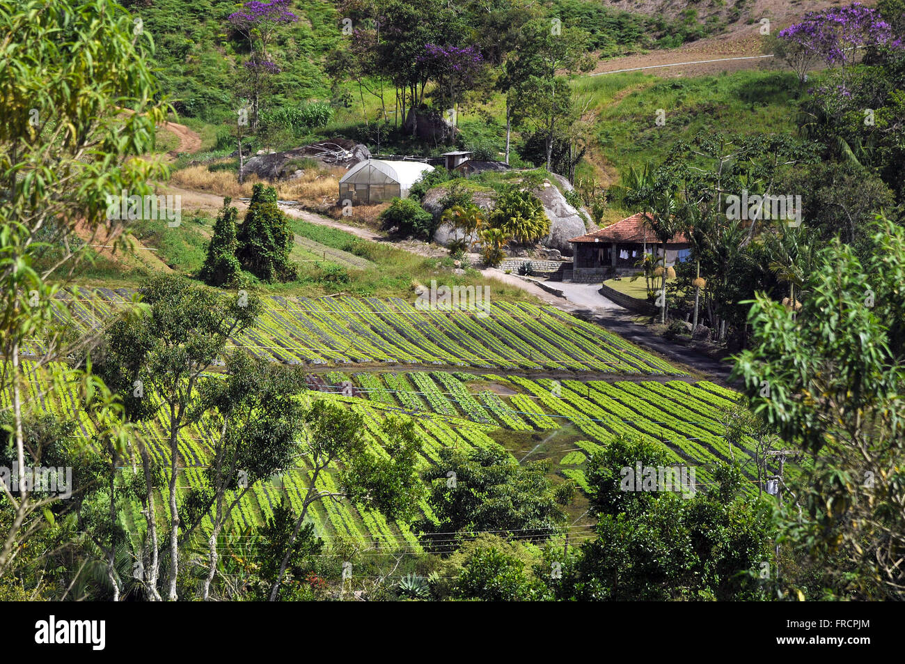 Draufsicht der Pflanzung von viel Grün und Leben auf dem Lande Stockfoto