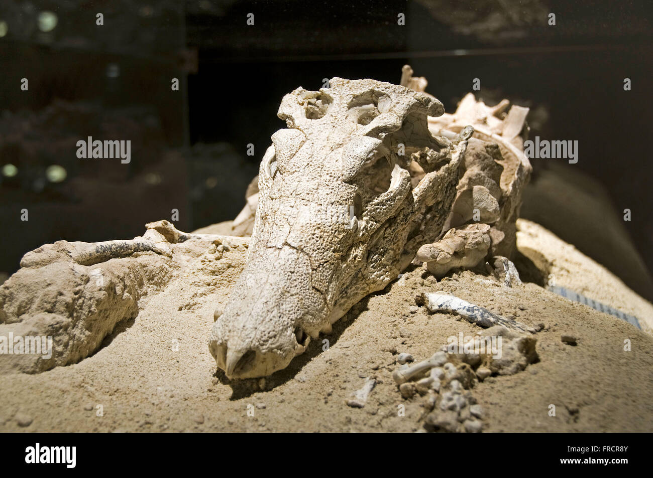 Fossil eines Uberabasuchus Terrificus Bedeutung - Terrivel Krokodil von Uberaba Stockfoto