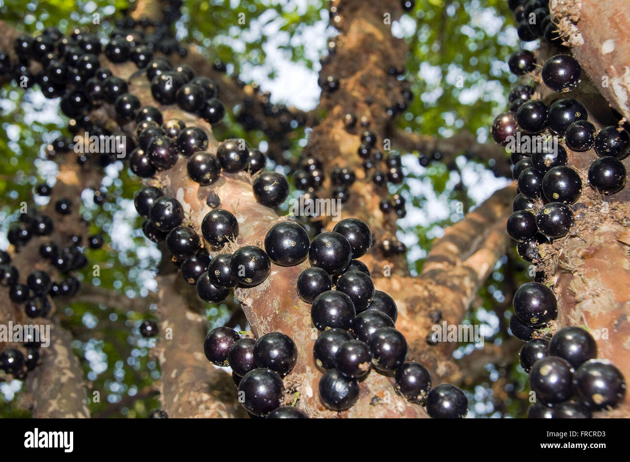 Stamm Jabuticabeira mit reifen Früchten - Myciaria cauliflora Stockfoto