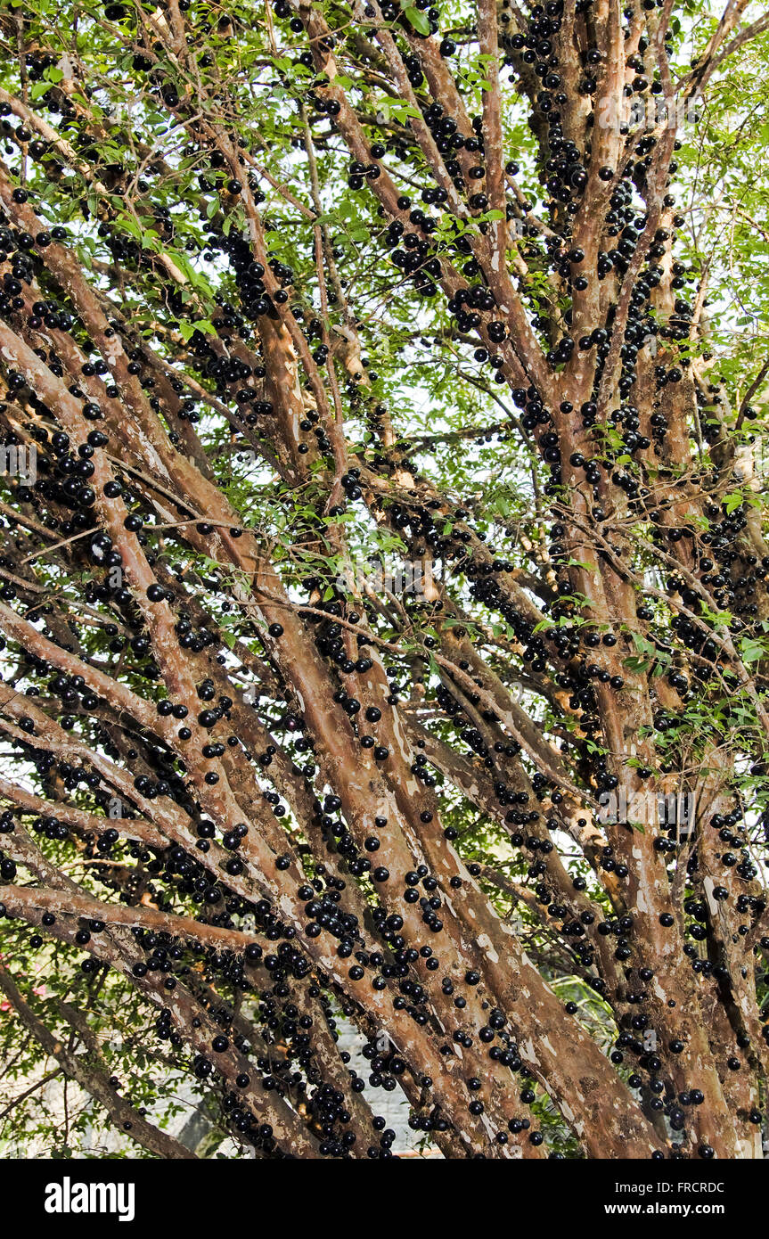 Stamm Jabuticabeira mit reifen Früchten - Myciaria cauliflora Stockfoto