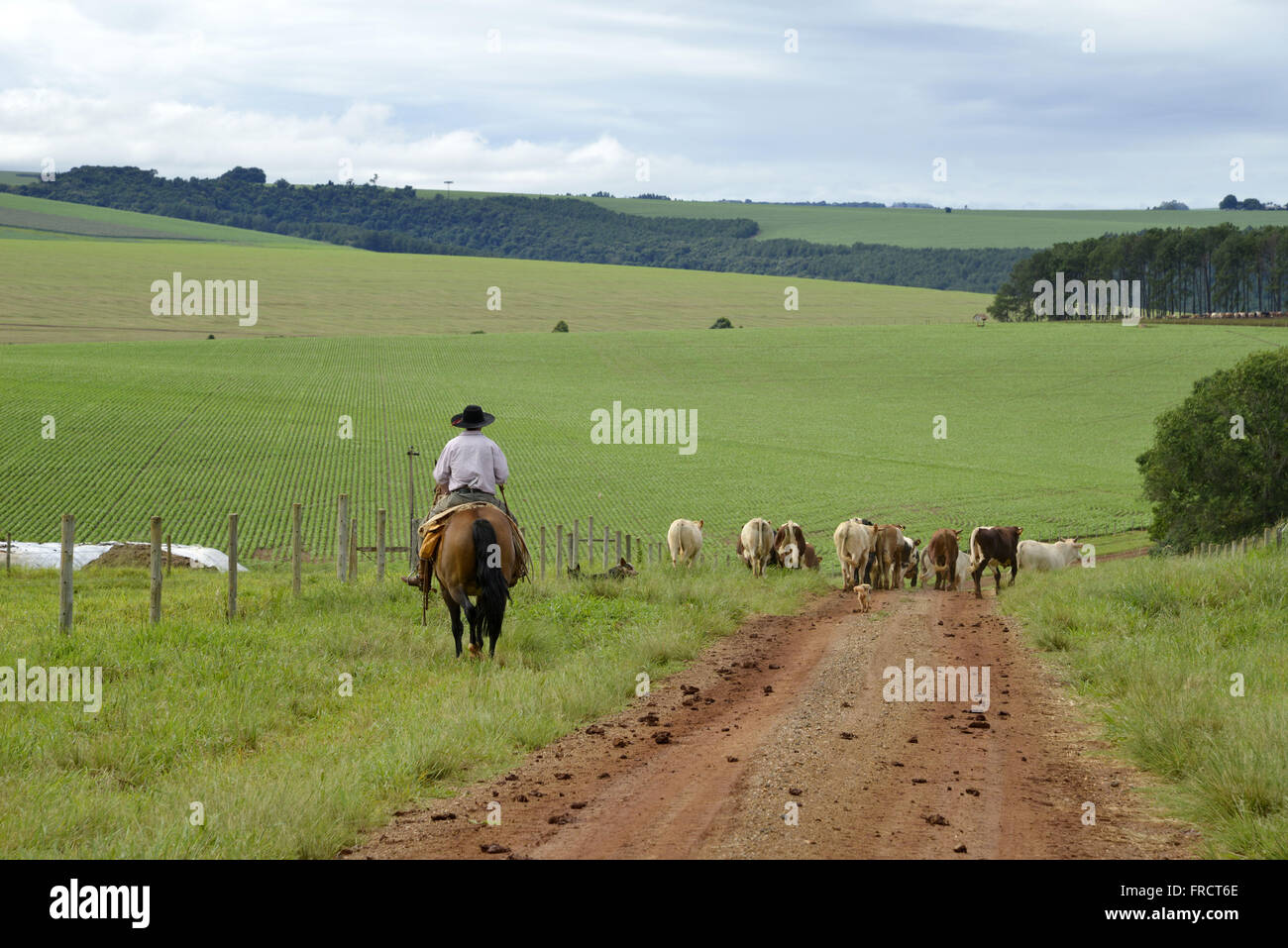 Ritter spielen Mischling Rinder auf einer unbefestigten Straße in der Landschaft Stockfoto