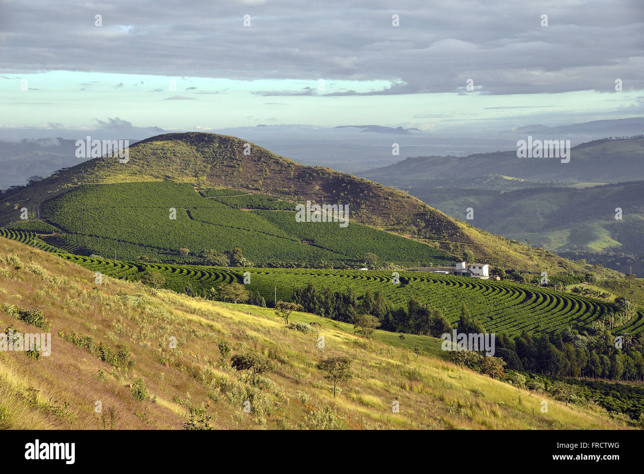 Vista Panorâmica de Plantação de Café Ao Amanhecer Na Zona ländlichen Stockfoto