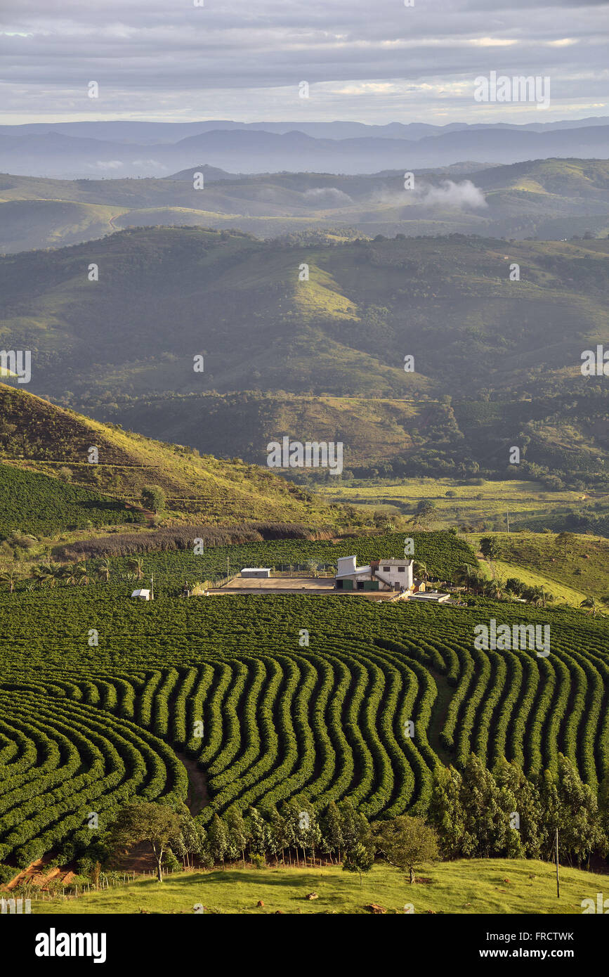 Vista Panorâmica de Plantação de Café Ao Amanhecer Na Zona ländlichen Stockfoto