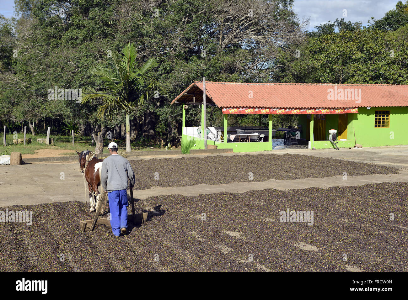 Trabalhador ländlichen e Cavalo Espalhando Café Para Secagem Em terreiro Stockfoto