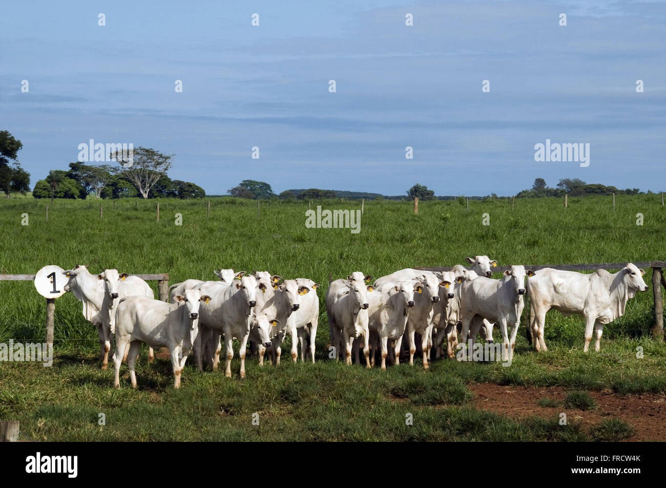 Nelore-Rinder in einem paddock Stockfoto