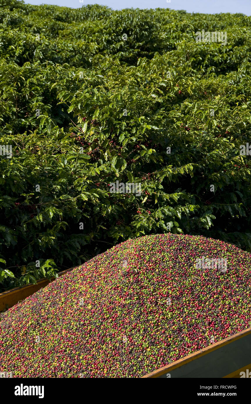 Wagen Sie mit Kaffeebohnen in der Mitte der Kaffee-Plantage Stockfoto