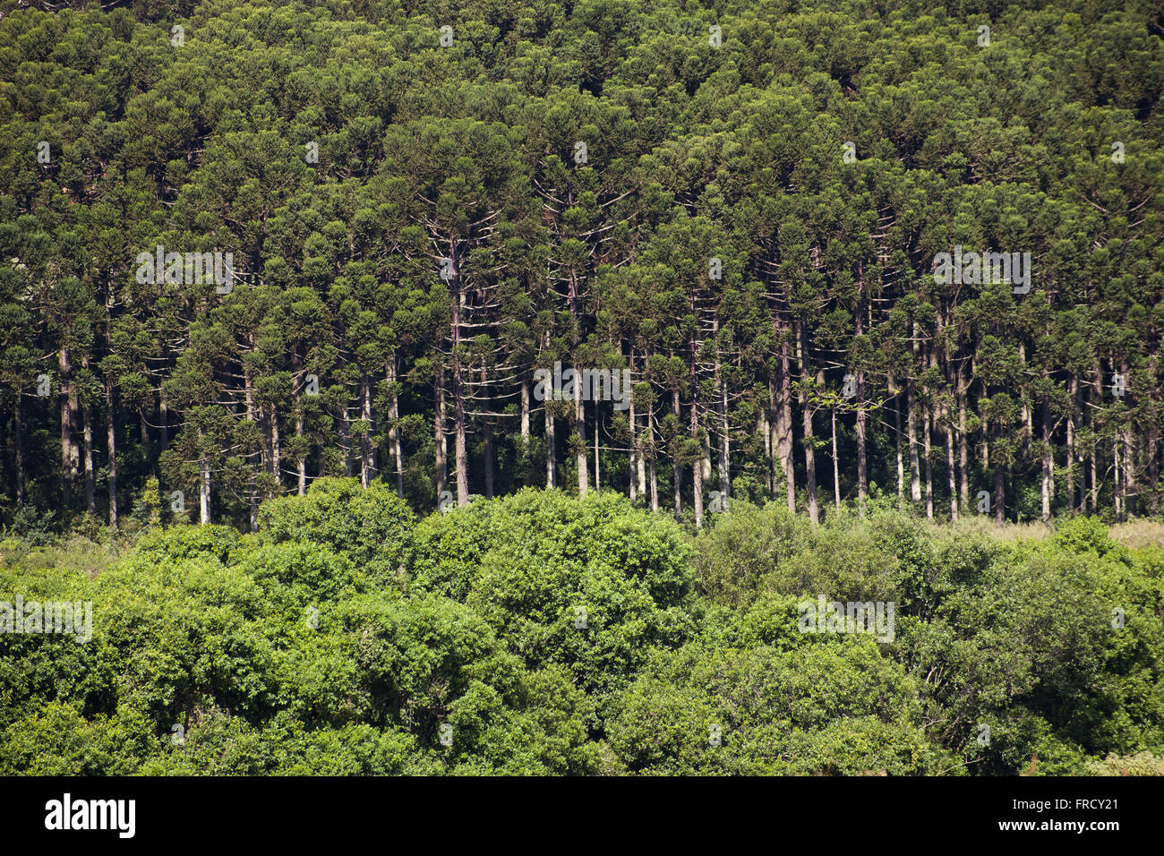 Araucaria Wald in die Stadt Passo Fundo Stockfoto