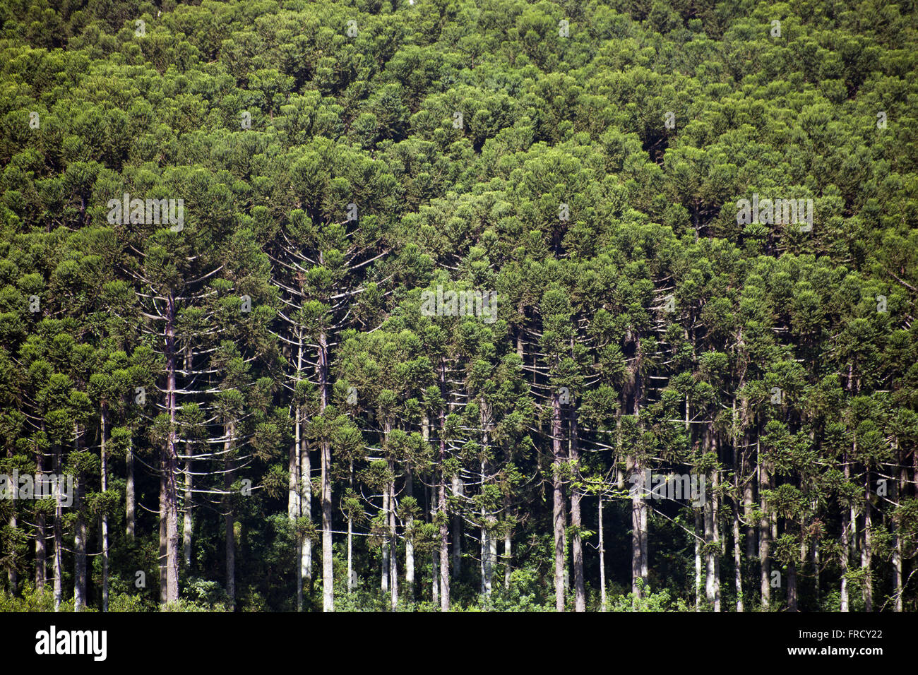 Araucaria Wald in die Stadt Passo Fundo Stockfoto