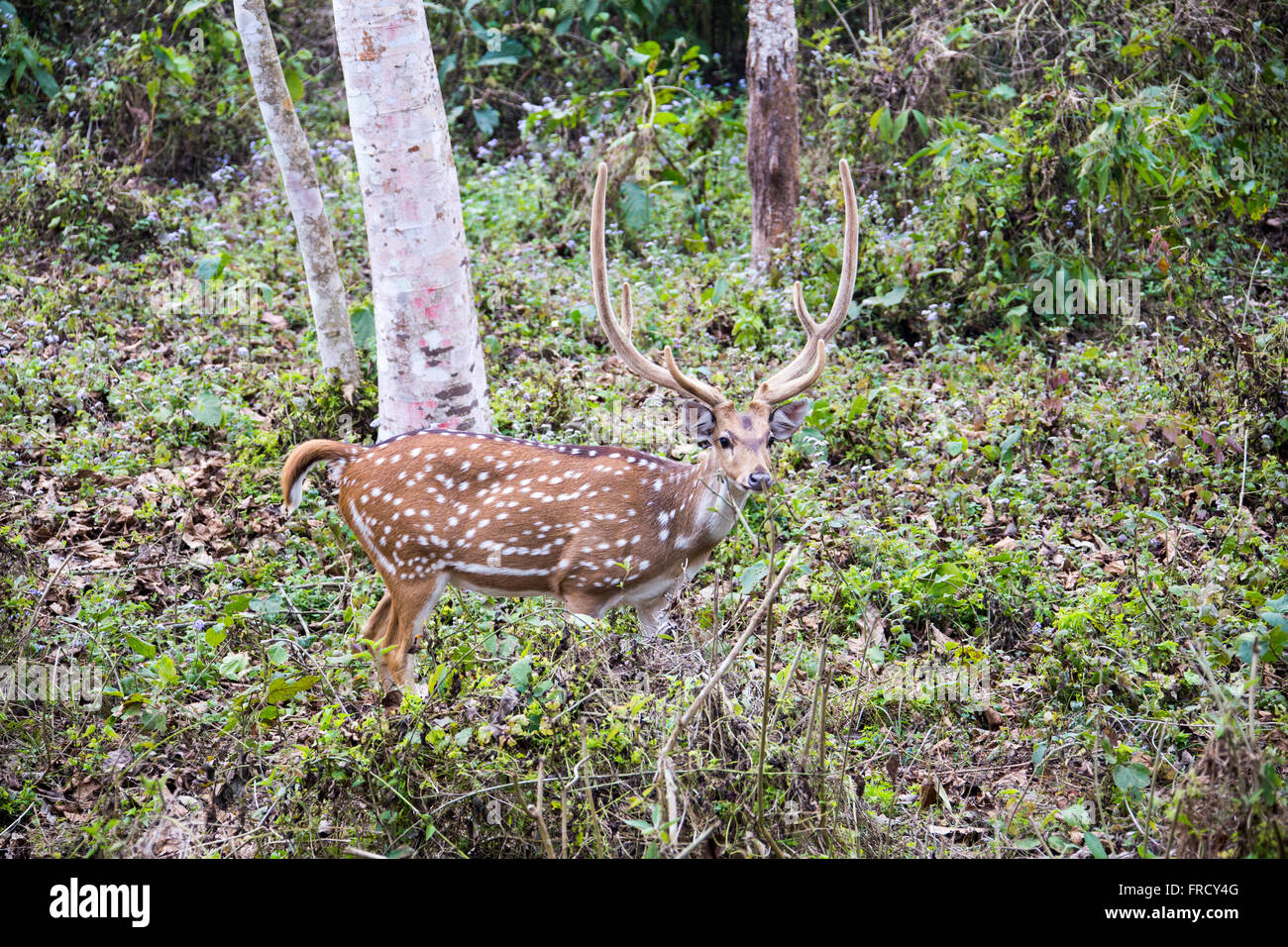 Gefleckte Rehe im Royal Chitwan Nationalpark, Nepal Stockfoto