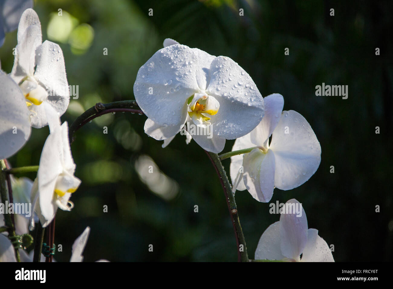 Orchideen im Orchideengarten, Singapore Botanic Gardens Stockfoto
