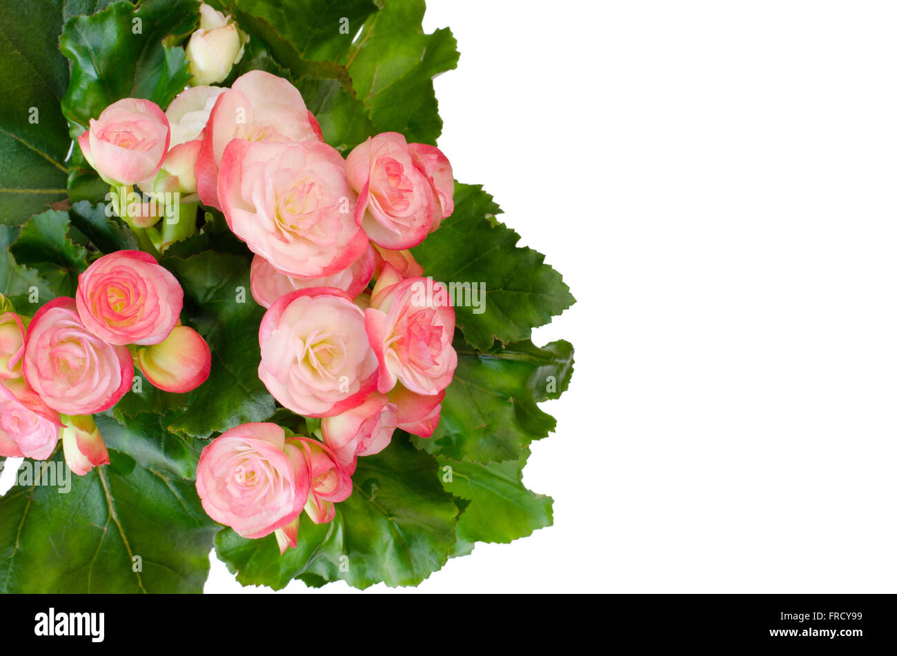 Begonie Blüte isoliert auf weißem Hintergrund Stockfoto