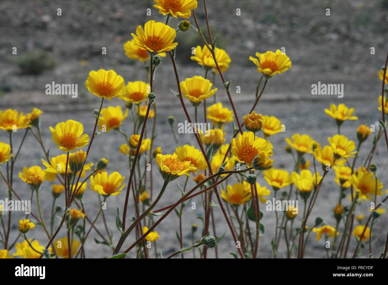 Super seltene Blüte 2016 Death Valley National Park Stockfoto