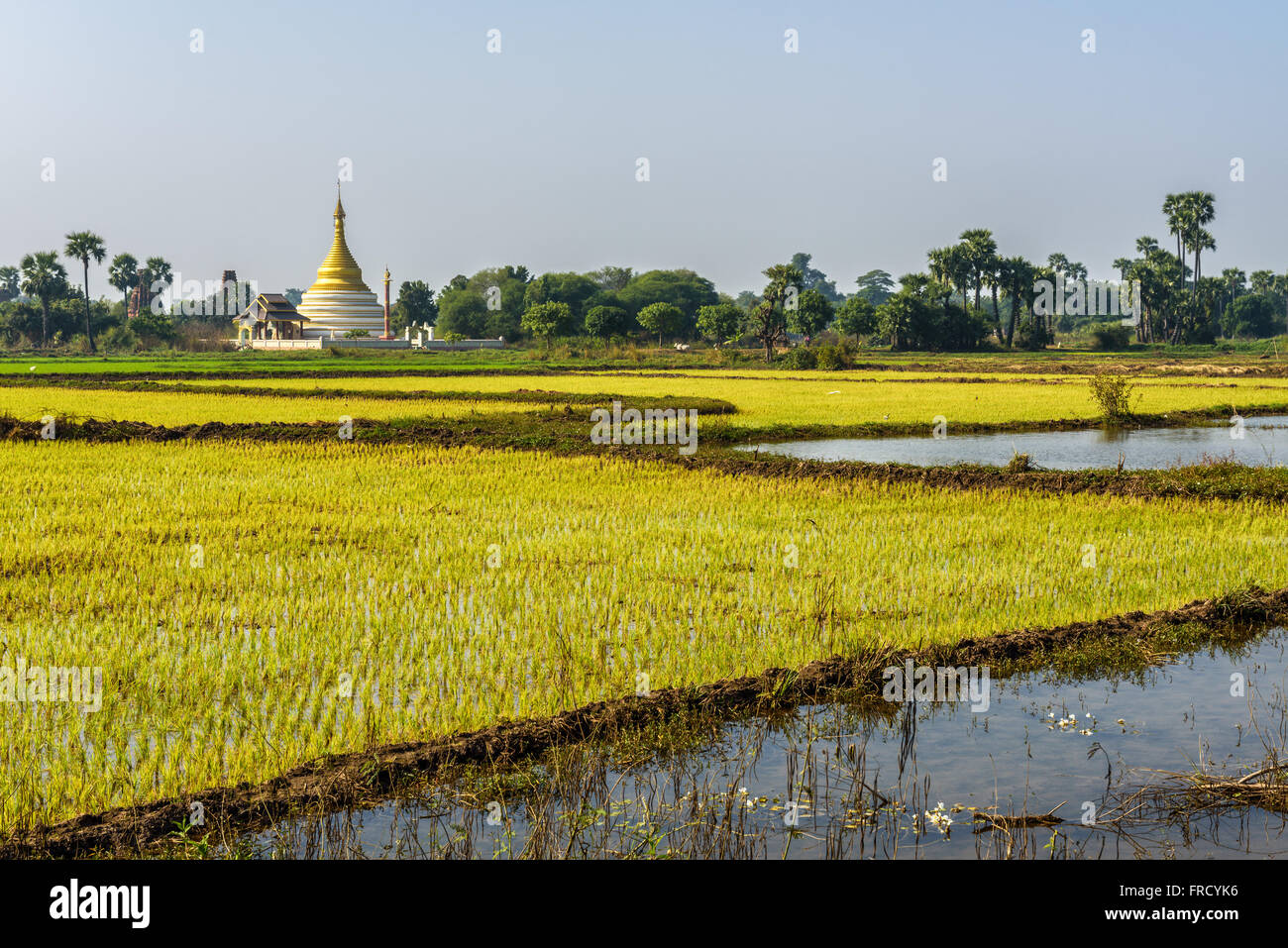 Reisfelder und eine alte Stupa in der Nähe von Mandalay, Myanmar Stockfoto