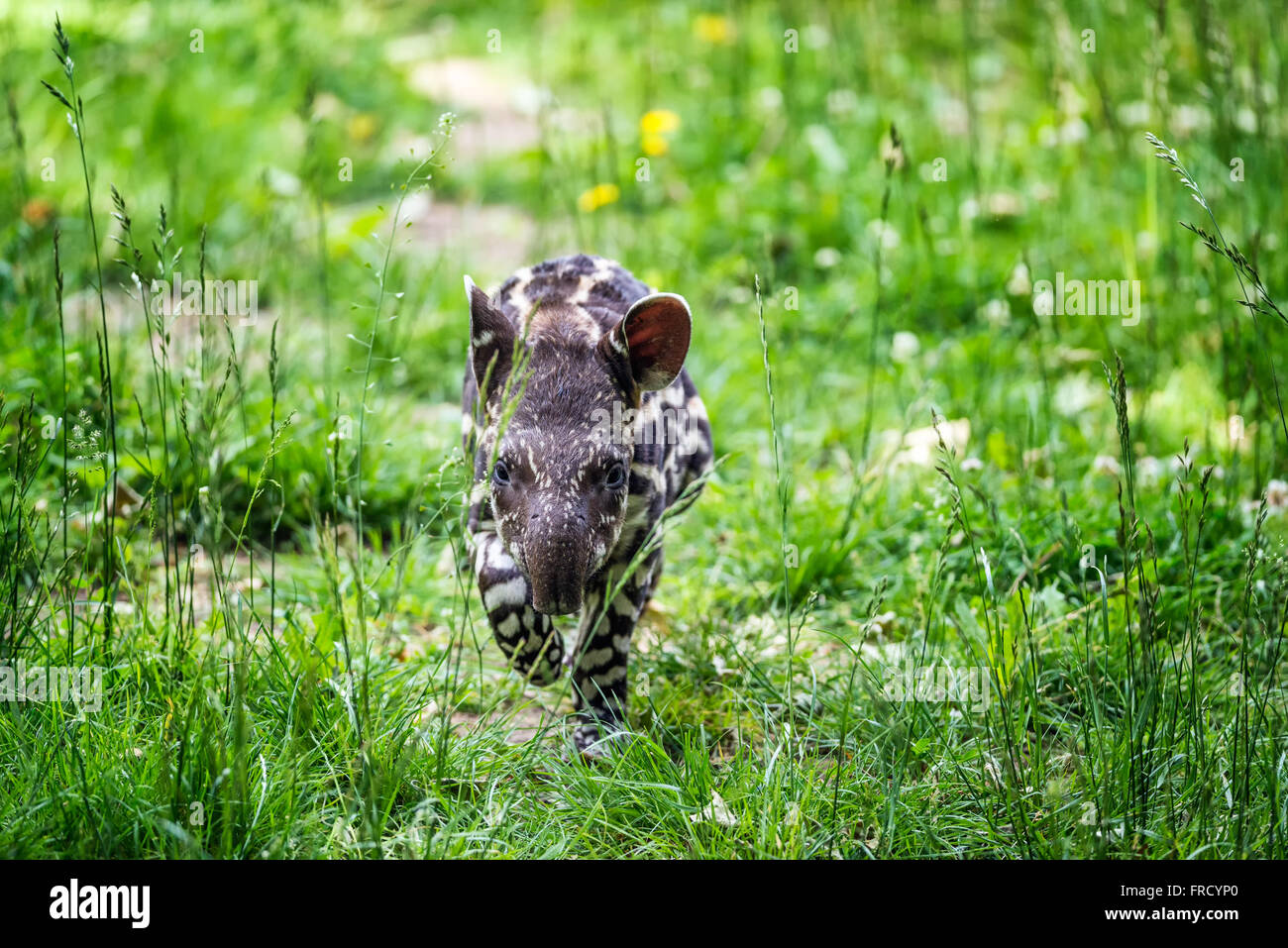 Neun Tage alten Baby von vom Aussterben bedrohten südamerikanischen Tapir (Tapirus Terrestris), auch als brasilianische Tapir oder Flachland tapir Stockfoto