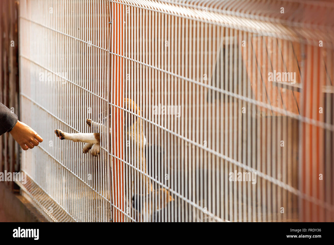 Ein kleiner Obdachloser Hund hinter Gittern in einem Tierheim ist Annäherung an um eine menschliche Hand zu berühren. Stockfoto