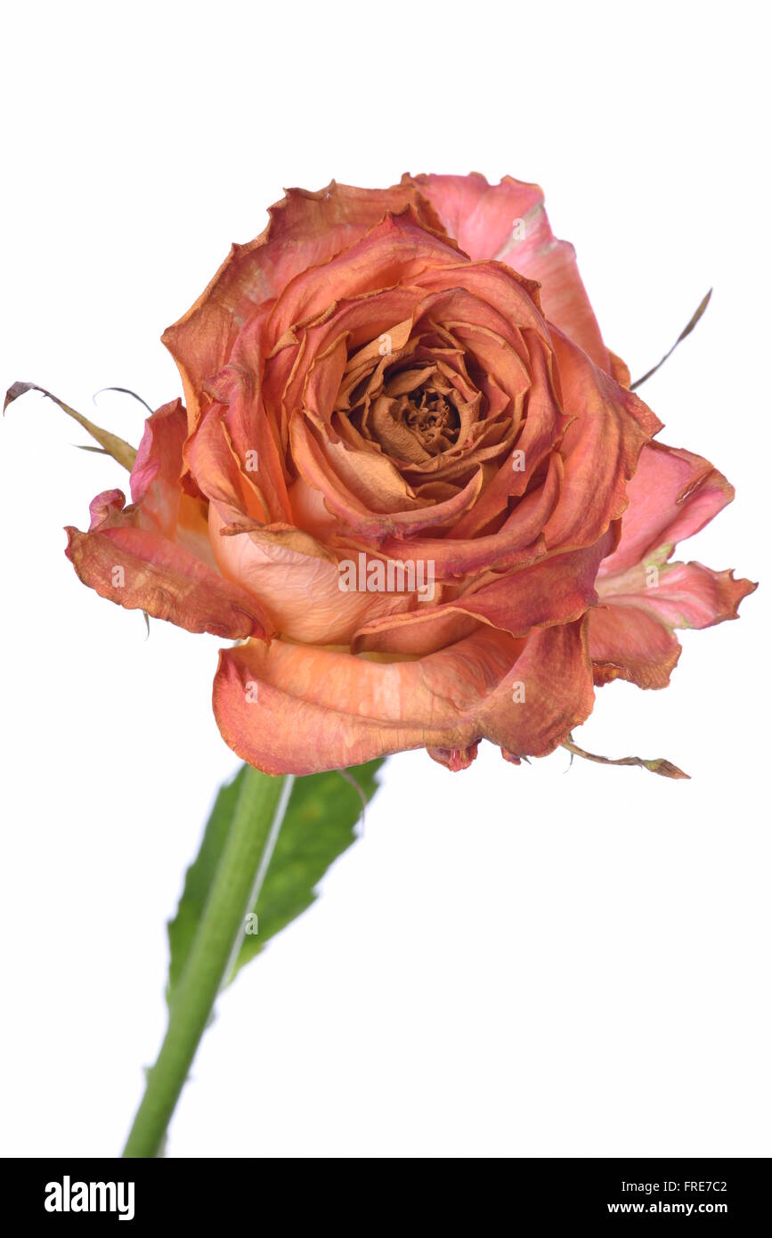 Einzelne trocken Rose isoliert auf weißem Hintergrund Stockfoto