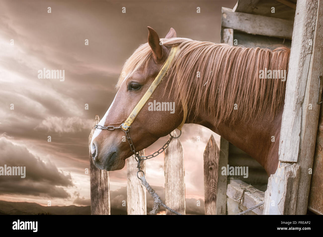 Pferdekopf mit Blick auf die Stalltüren Stockfoto