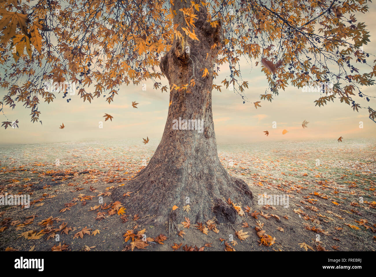 Herbst Baum auf trockenen Wiese über Himmelshintergrund Stockfoto