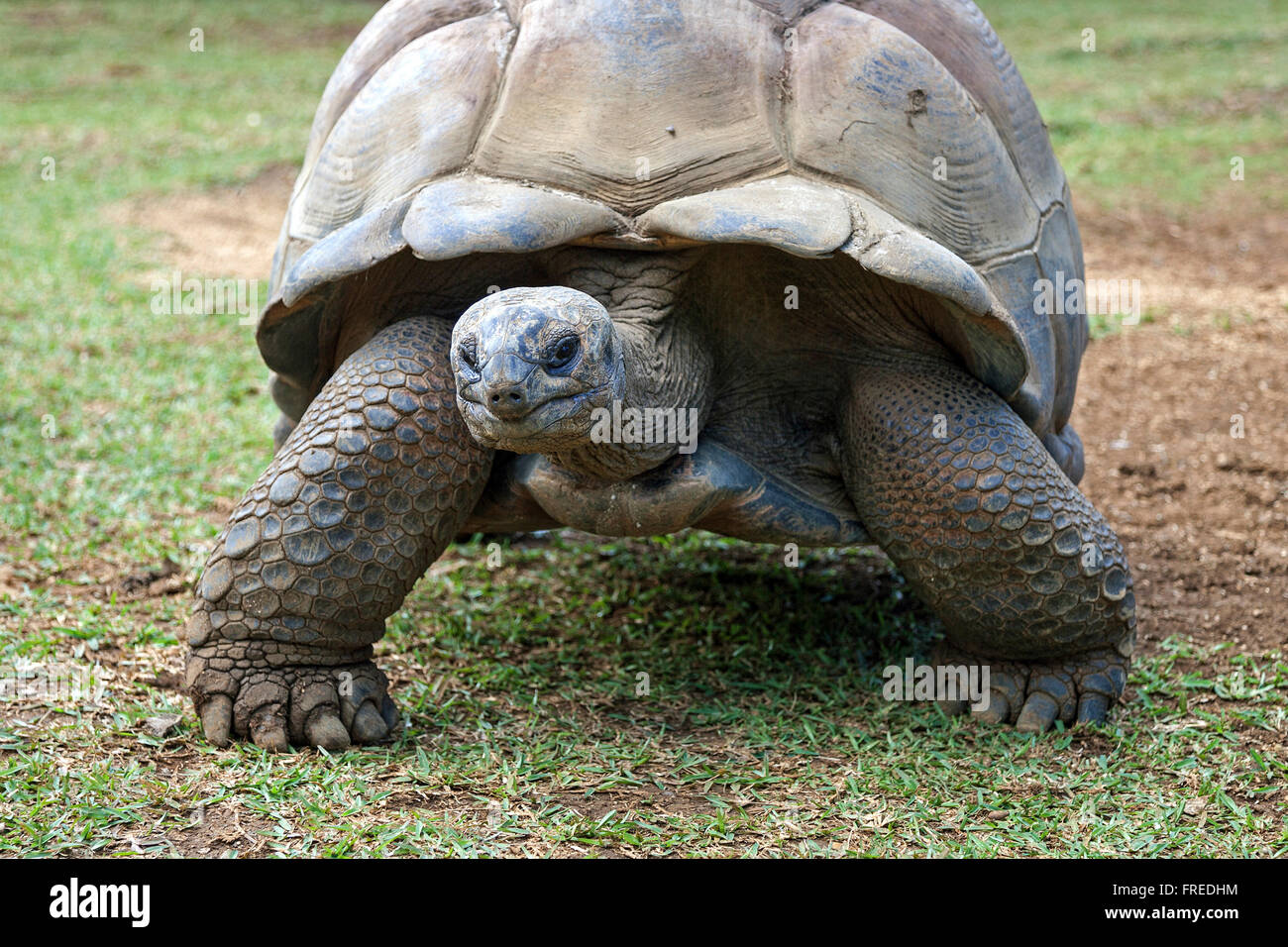 Aldabra-Riesenschildkröte (Aldabrachelys Gigantea), in Gefangenschaft, La Vanille Crocodile Park, Riviere des Anguilles, Mauritius Stockfoto