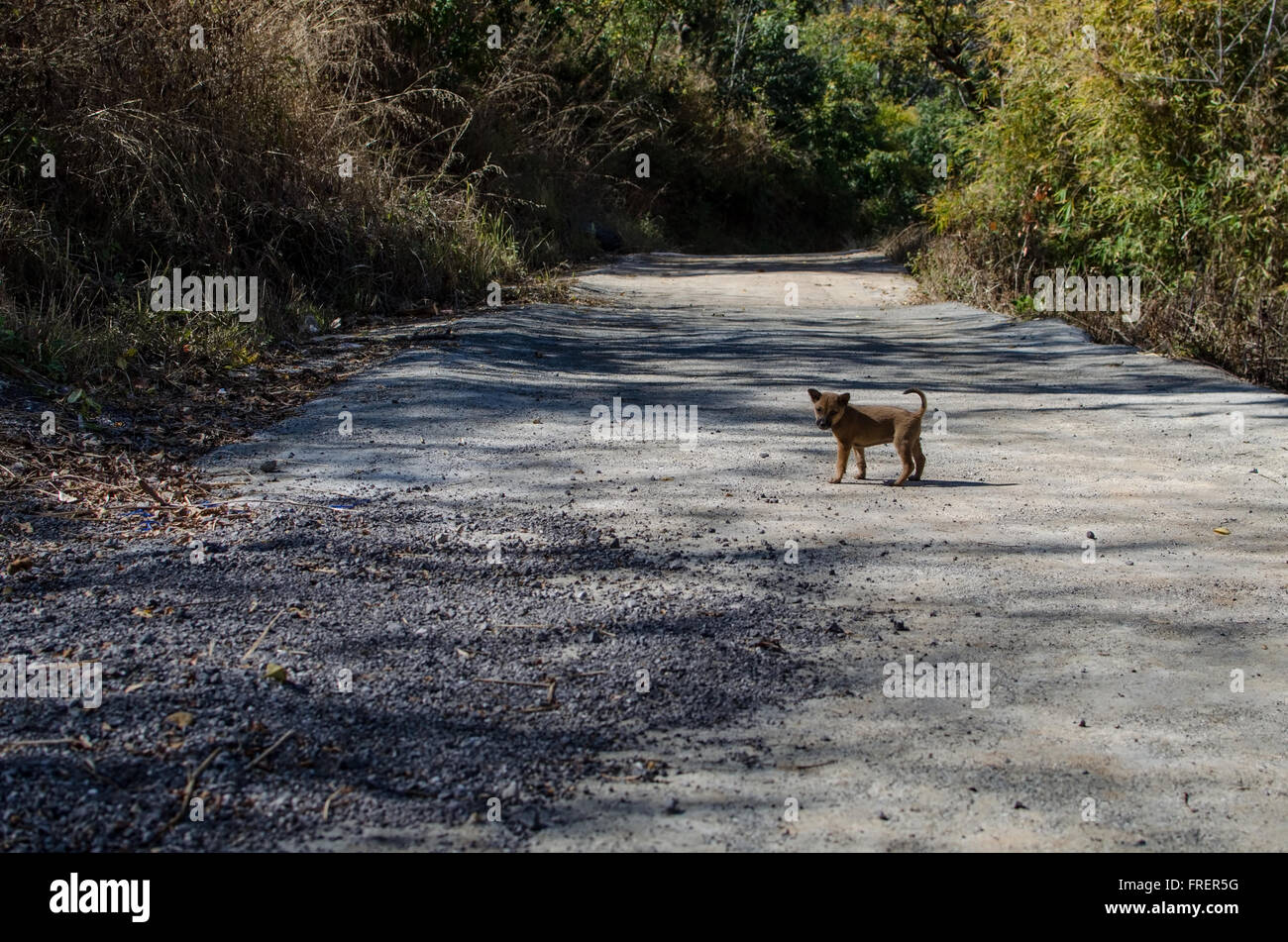 Ein Hund in der Natur Stockfoto