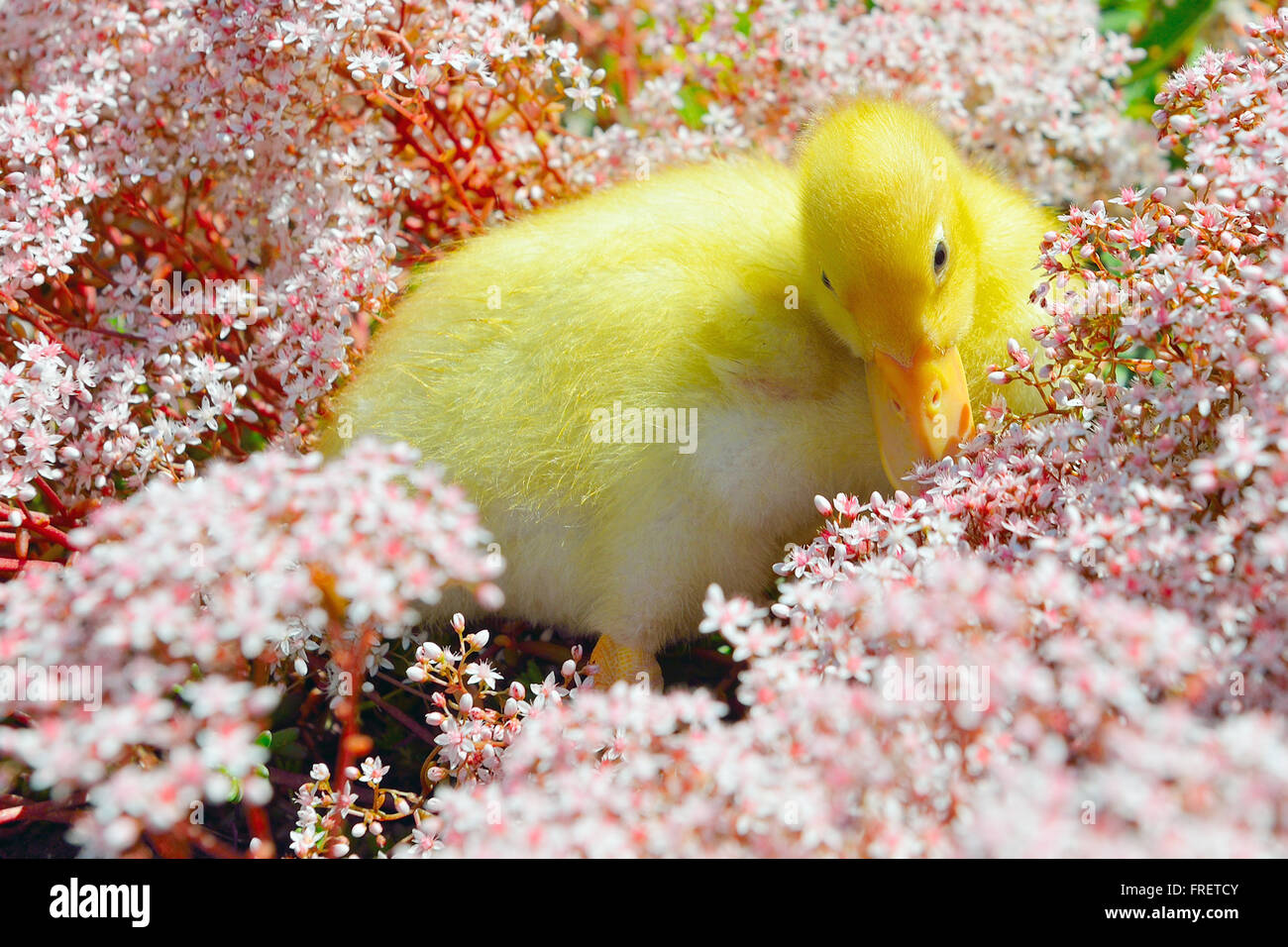 Gelbe Baby Ente Sonnenbaden im Garten zwischen den Blumen. Stockfoto