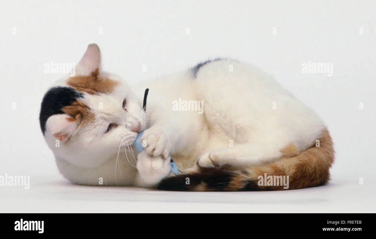 Kurzen Haaren Katze mit braunen, weißen und schwarzen Fell mit Spielzeug spielen Stockfoto