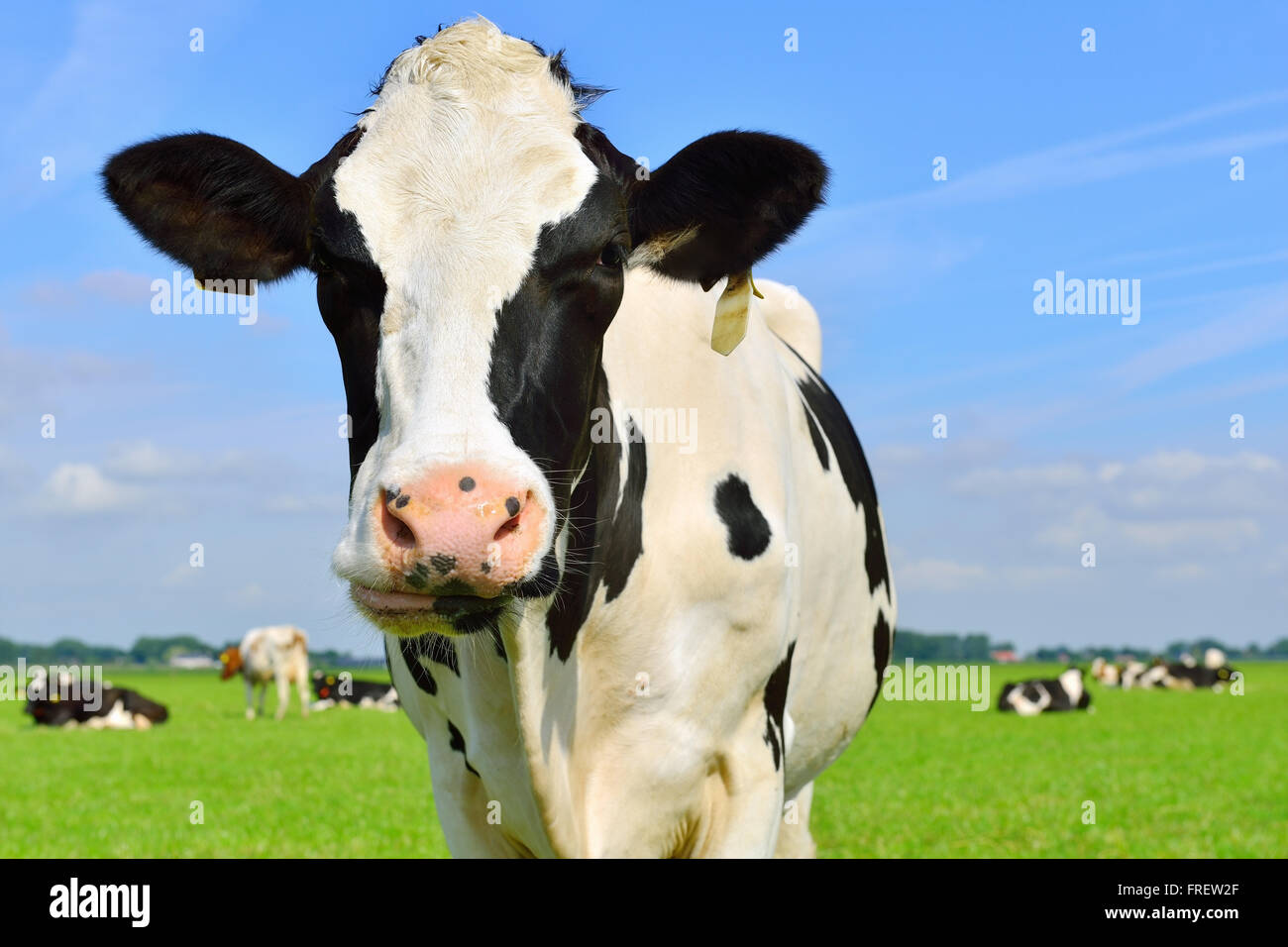 Holstein Kuh auf Wiese Stockfoto