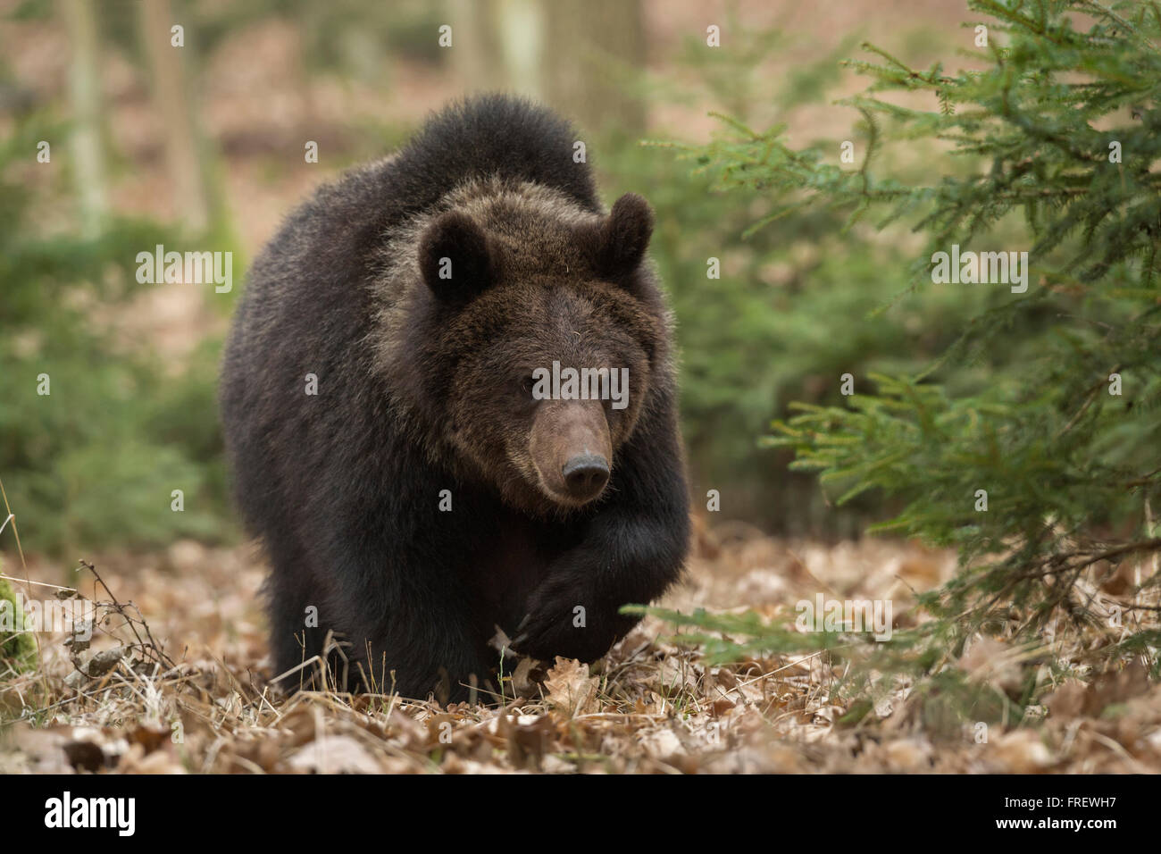Europäischer Braunbär / Europaeischer Braunbaer (Ursus Arctos) zu Fuß durch ein natürlicher Mischwald. Stockfoto