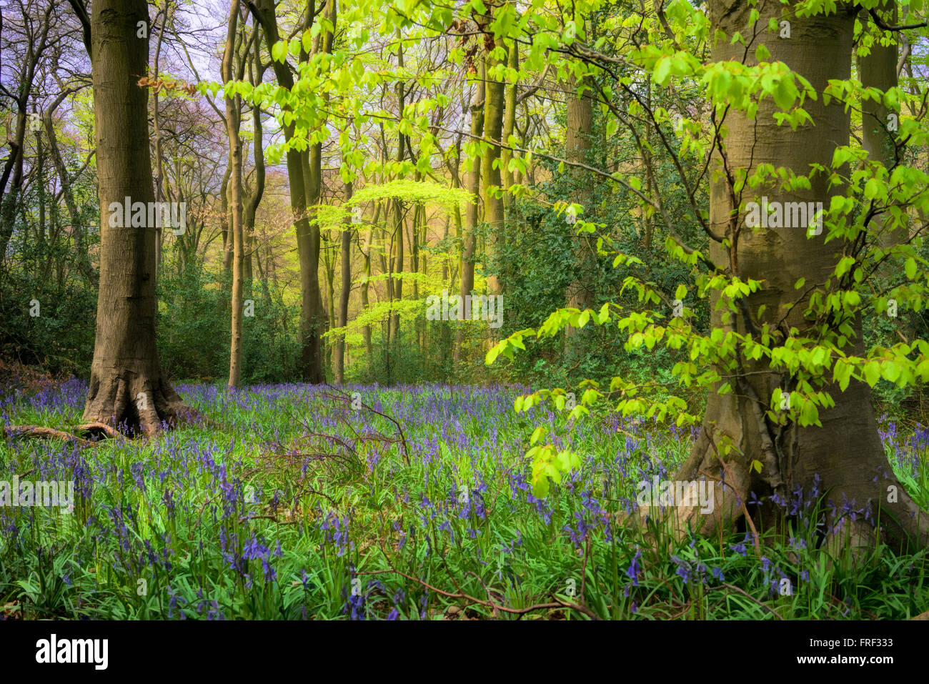 Frühling Farben. chiltern Buche Wald in der Nähe von High Wycombe, Buckinghamshire, England, Großbritannien Stockfoto