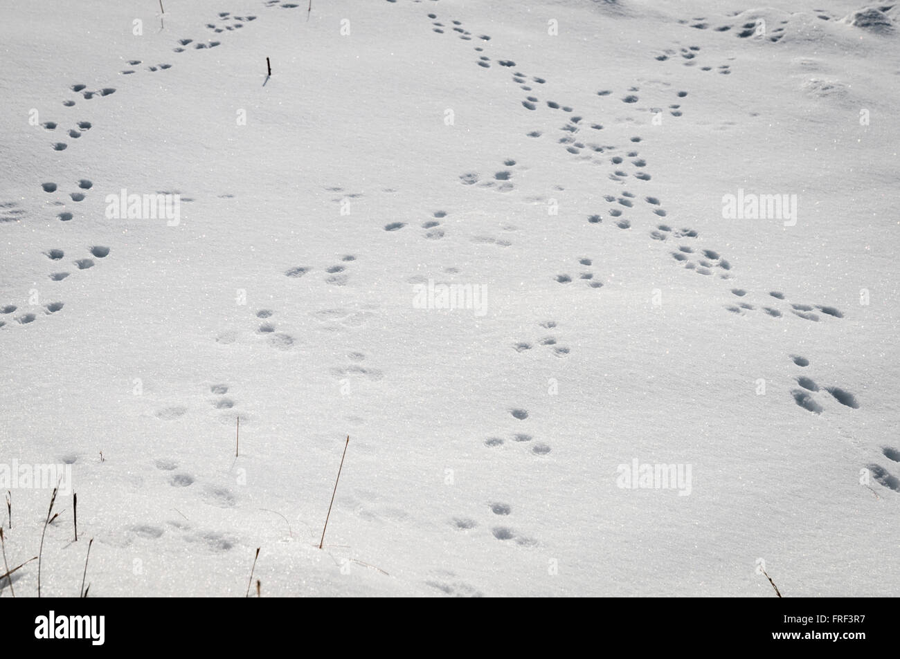 Europäische Wildkaninchen, Oryctolagus Cuniculus, Fußspuren im Schnee Stockfoto
