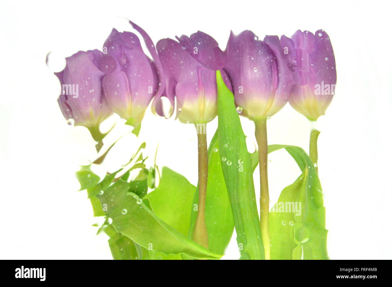 Verschwommene Tulpen isoliert auf weißem Hintergrund Stockfoto