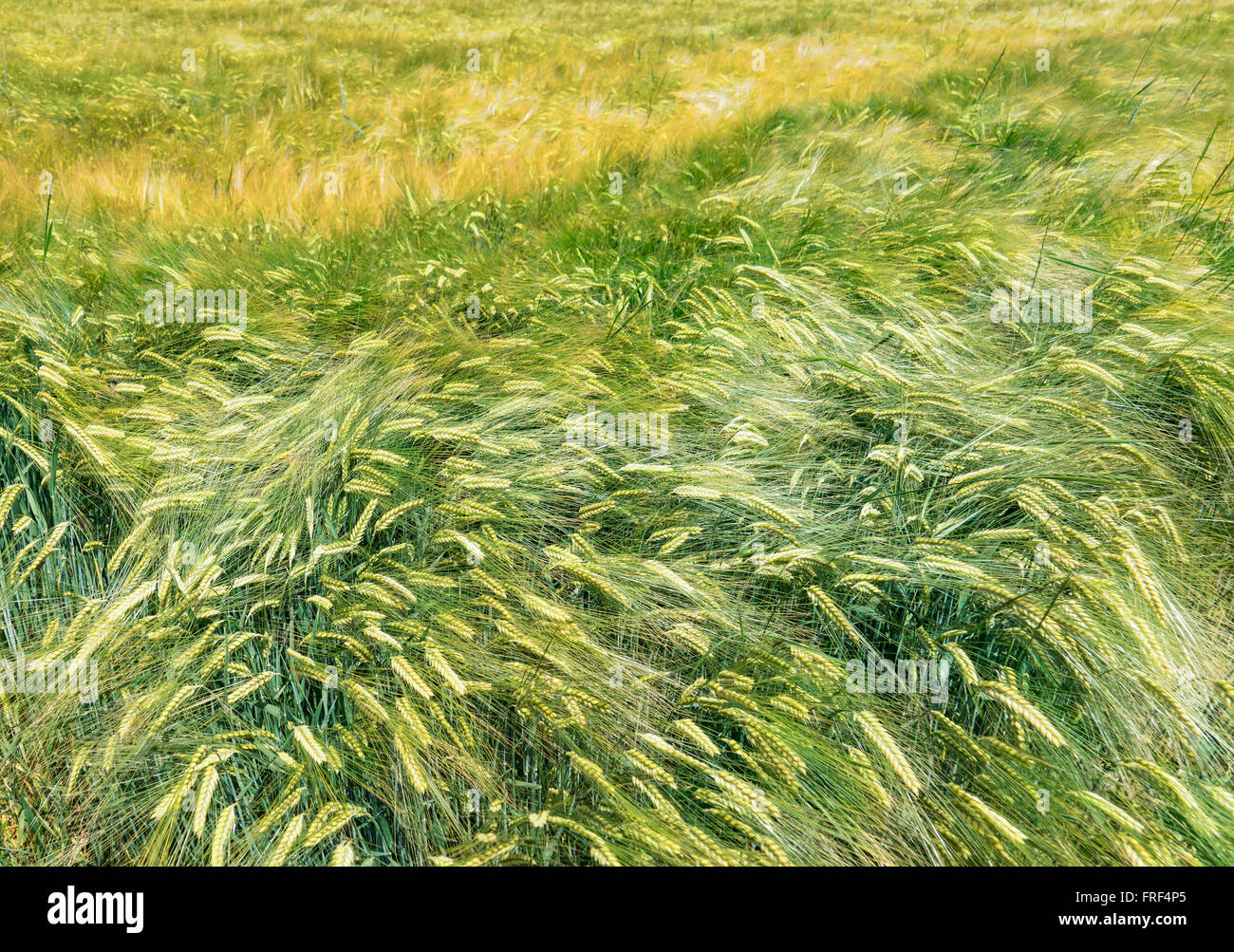 Grüne Gerste in einem Feld im Sommer Stockfoto