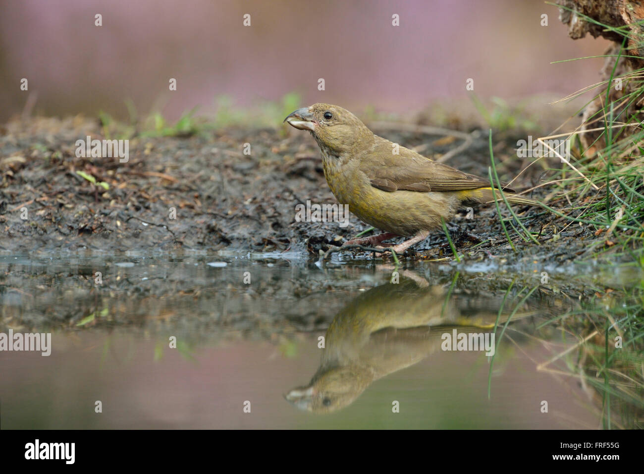 Kreuzschnabel ( Loxia curvirostra ), weibliche Vogel, sitzt neben einem Teich inmitten blühender Heidekraut, Tierwelt, Europa. Stockfoto