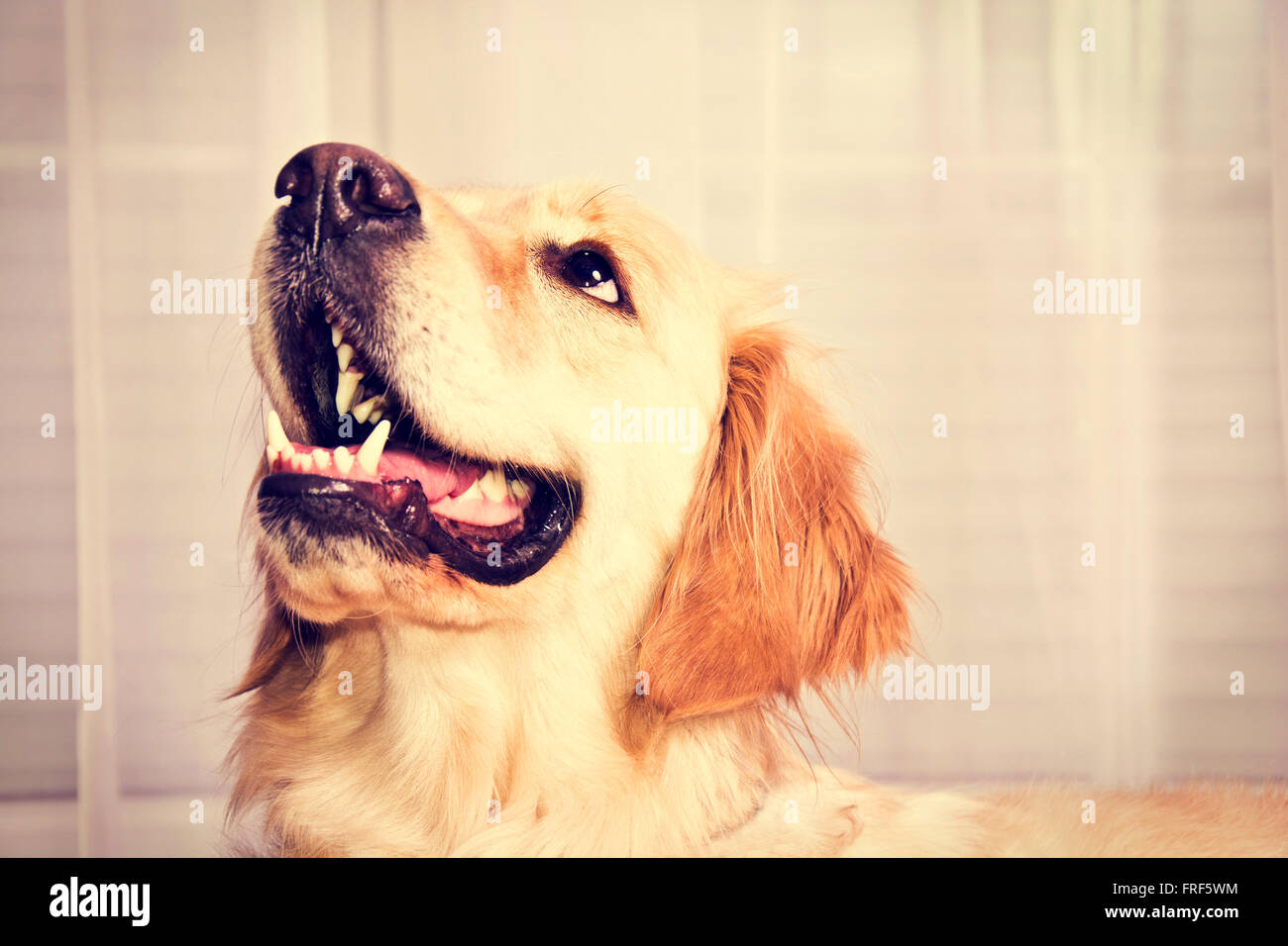 Süße golden Retriever Hund wartet auf einen Snack. Stockfoto