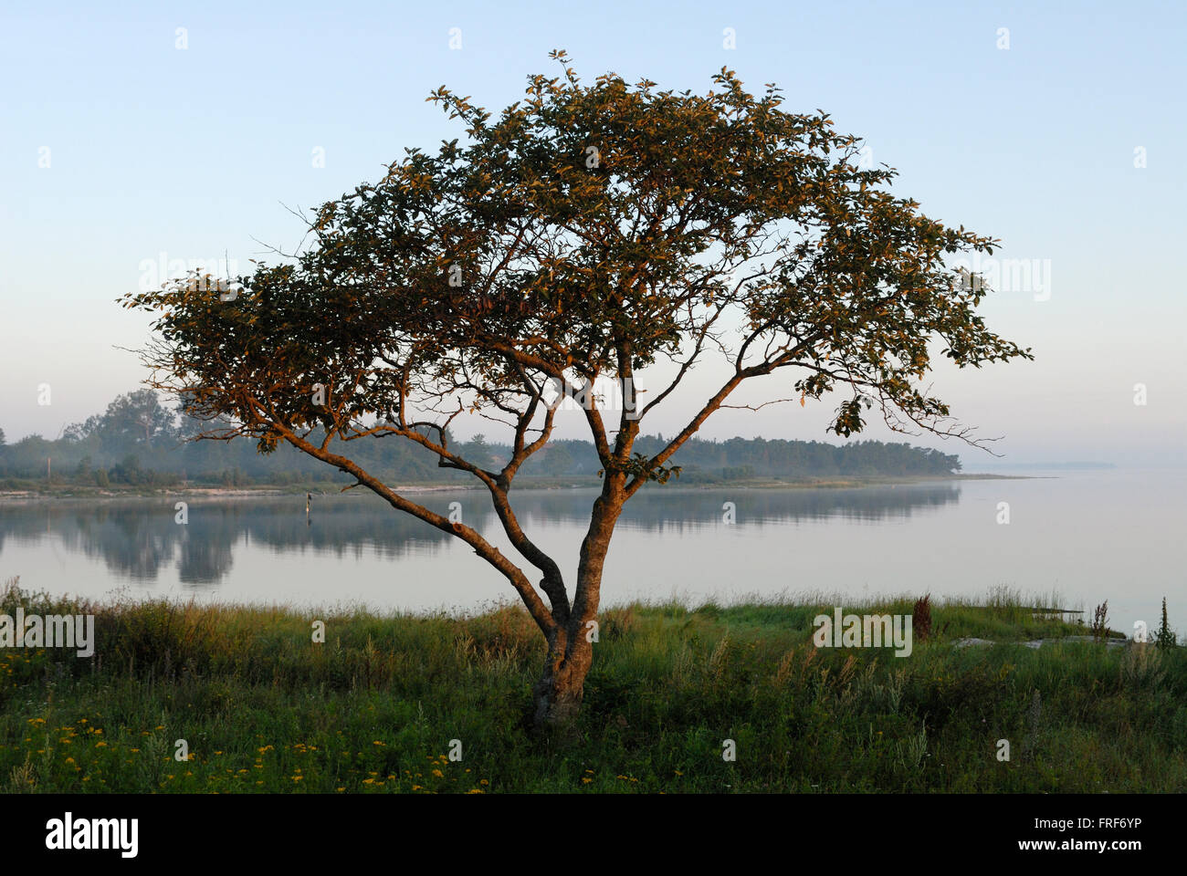 Gotland: Insel der Wikinger.   -06/08/2007 - Europa - ruhige Atmosphäre in der Morgendämmerung.   -Laurent Paillier / Le Pictorium Stockfoto