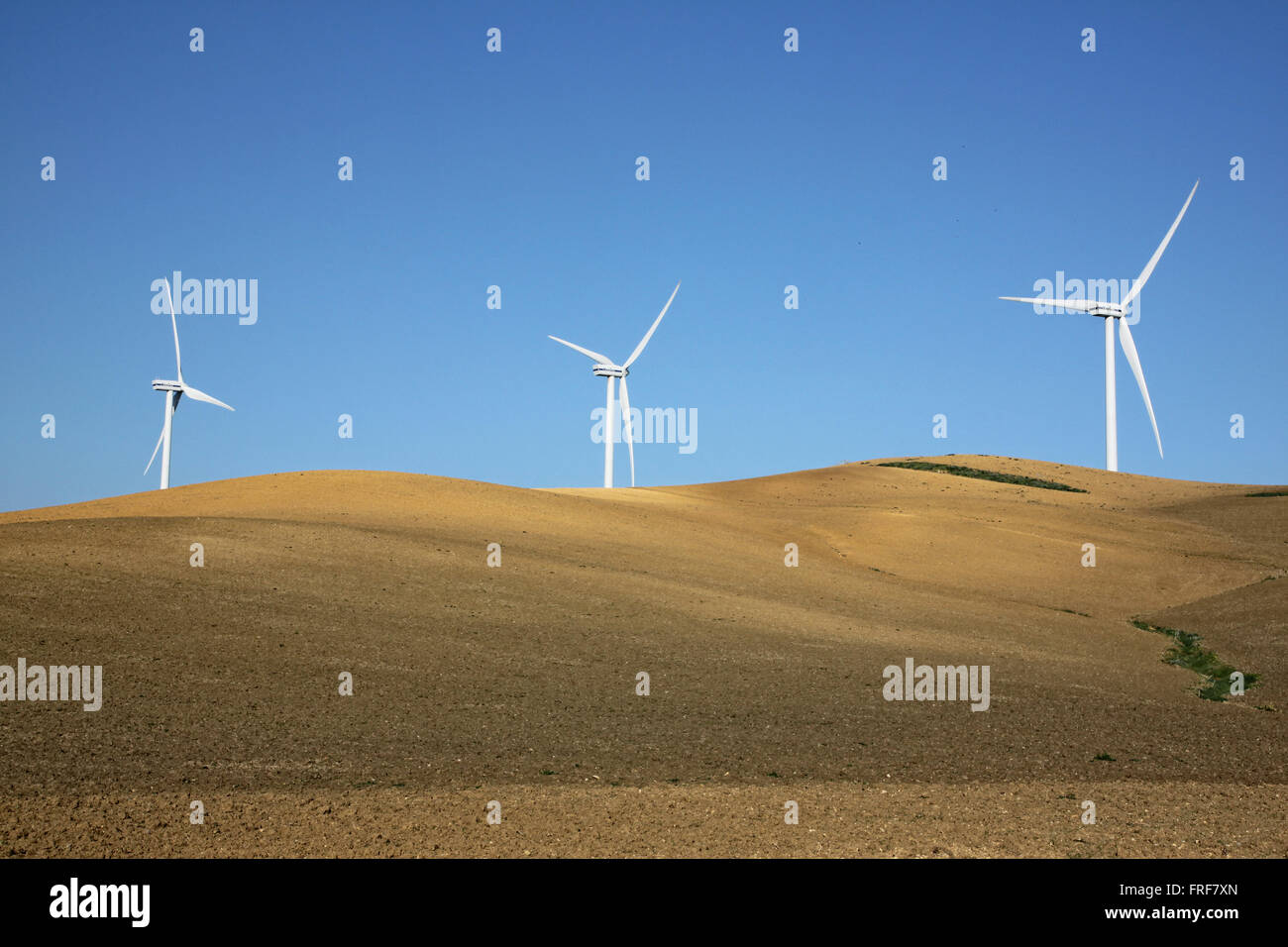 Andalusien, Spanien - 22.02.2012 - Spanien / Andalusien - Windmühle Felder - Sandrine Huet / Le Pictorium Stockfoto
