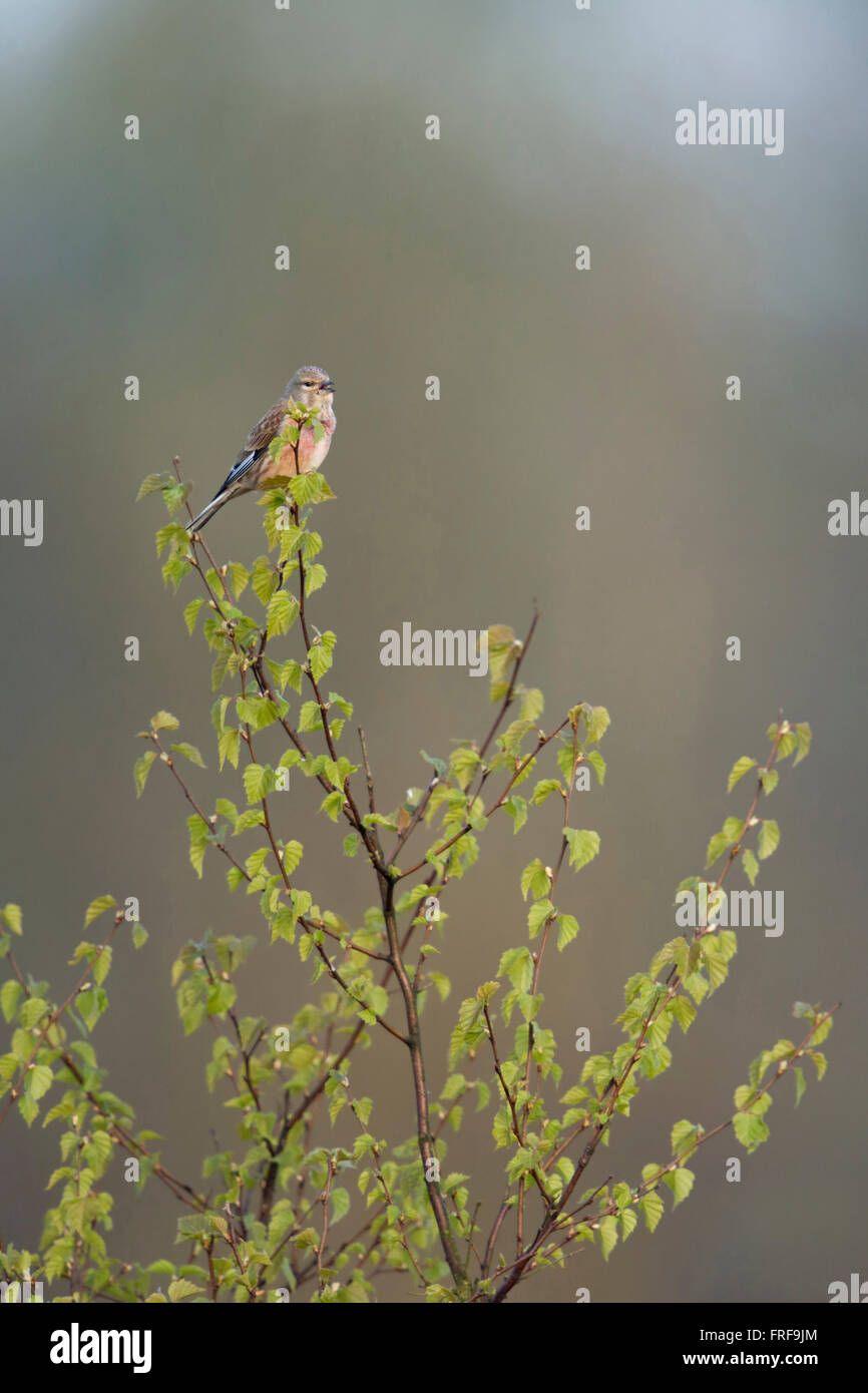 Gemeiner Linnet / Bluthaenfling ( Carduelis cannabina ), männlicher Vogel in Zuchtkleidung, singt von der Spitze einer Birke, Wildtiere, Europa. Stockfoto
