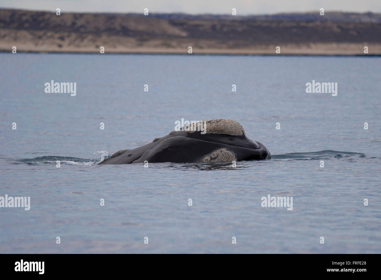 Wale schwimmen im Golf der Halbinsel Valdez, Patagonien, Argentinien Stockfoto