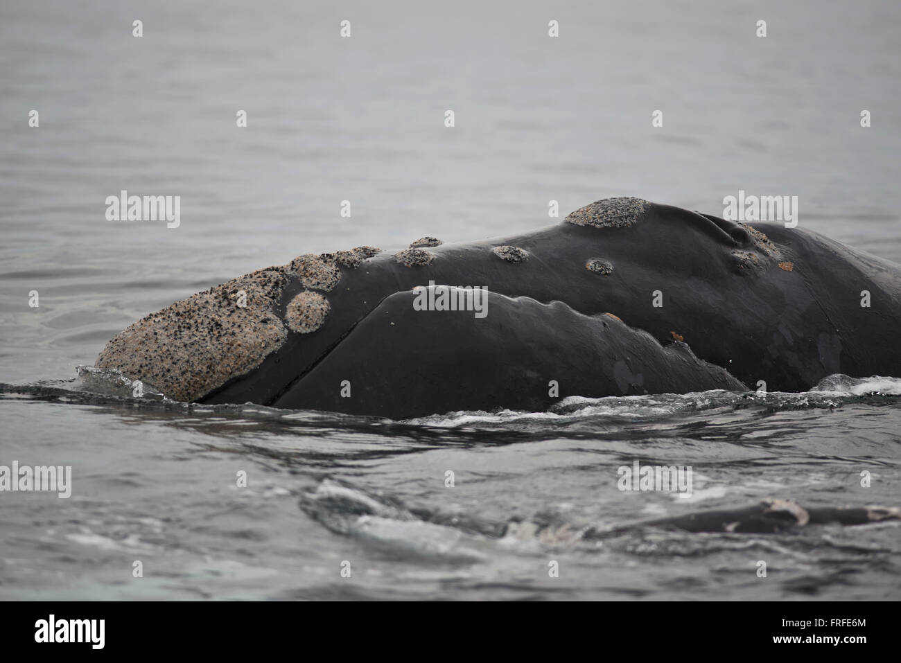 Wale schwimmen im Golf der Halbinsel Valdez, Patagonien, Argentinien Stockfoto