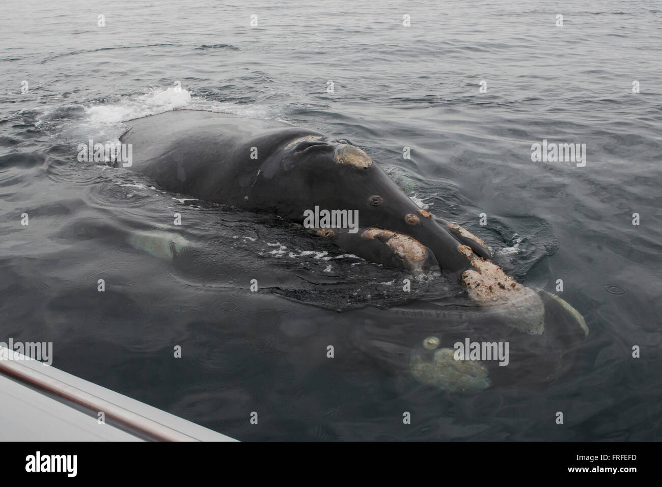 Wale schwimmen im Golf der Halbinsel Valdez, Patagonien, Argentinien Stockfoto