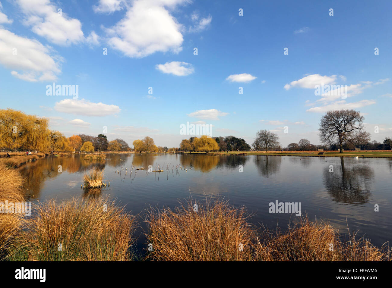 Bushy Park, London, UK. 22. März 2016. Die Weiden mit ihren hellen Neubildung spiegeln sich im ruhigen Wasser des Teiches Heron, an einem warmen Frühlingstag von 14 Grad, mit blauem Himmel und Sonnenschein Bushy Park, London, UK. Bildnachweis: Julia Gavin UK/Alamy Live-Nachrichten Stockfoto