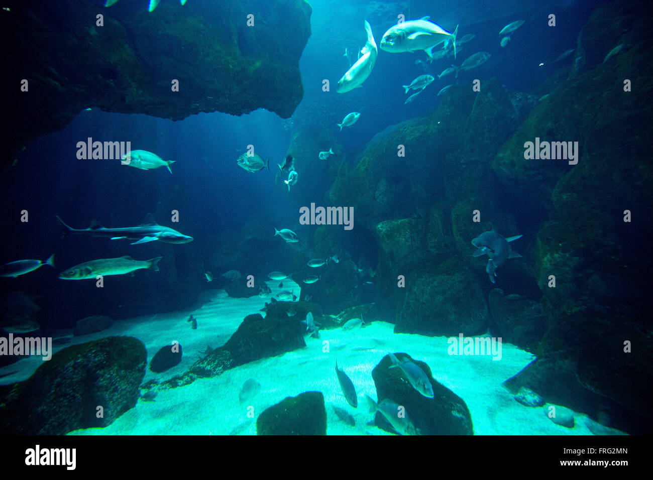 Gijón, Spanien. 22. März 2016. Fishs im Aquarium von Gijon Weltwassertag am 22. März 2016 in Gijon, Spanien. Bildnachweis: David Gato/Alamy Live-Nachrichten Stockfoto