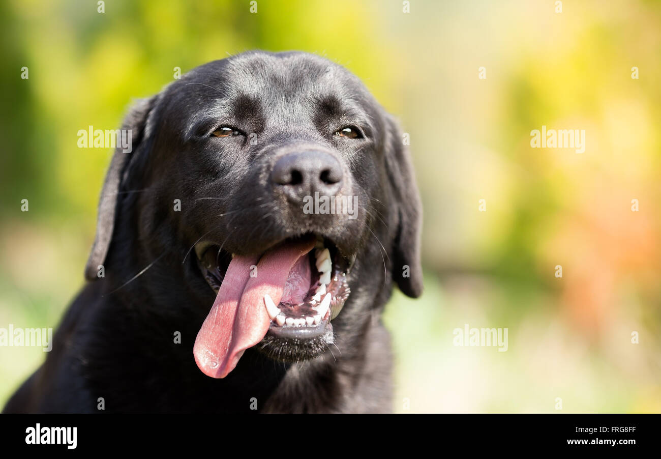 Schwarzer Labrador Retriever Hund portrait Stockfoto