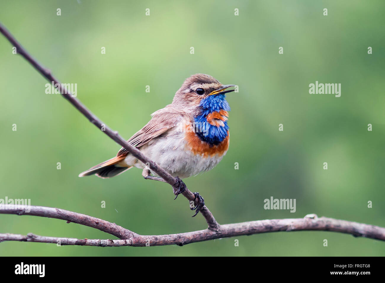 Vogel Nachtigall Blaukehlchen sommergrün sitzt eine schöne männliche singt um den jungen zu gewinnen Stockfoto