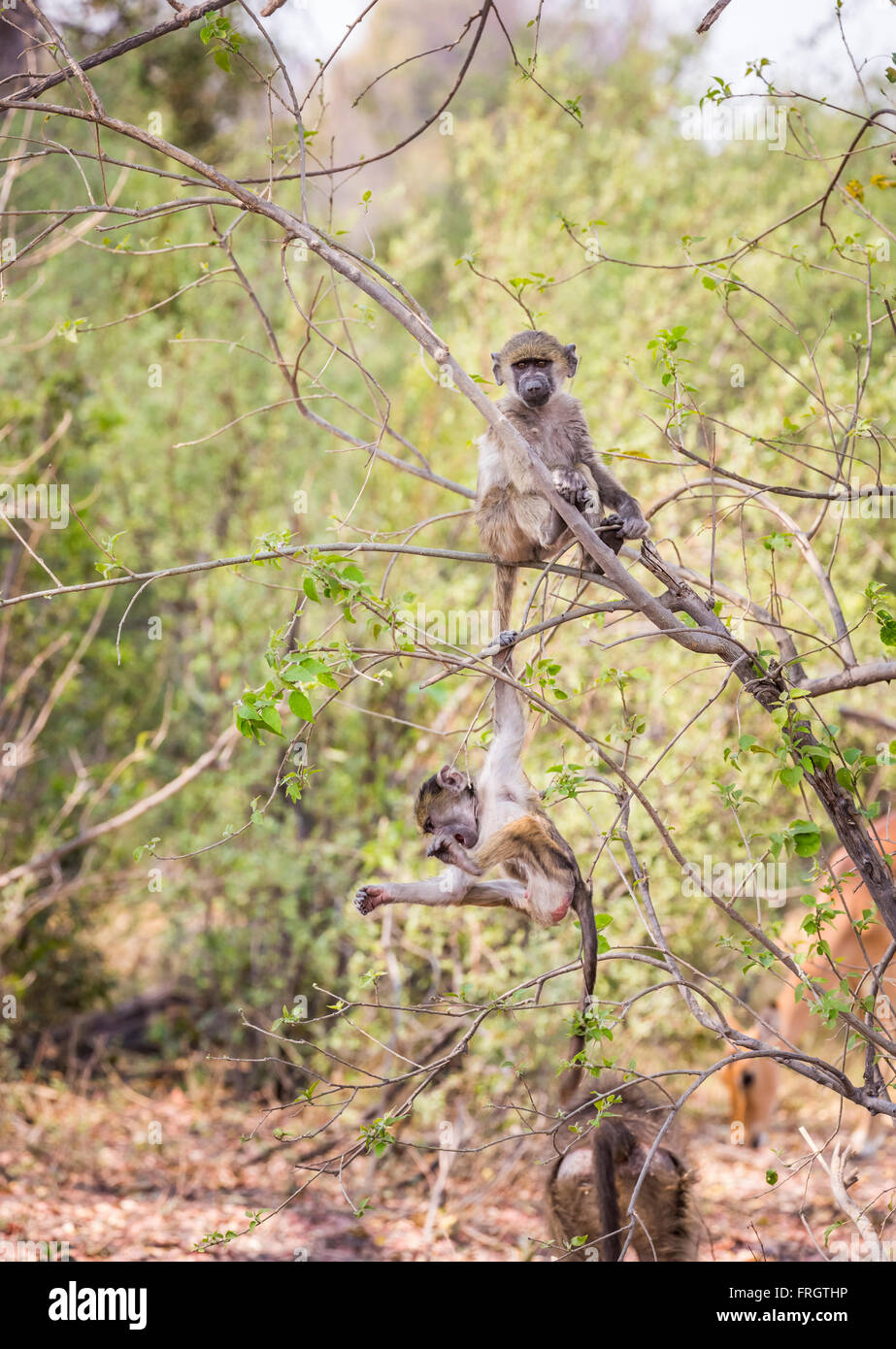 Young Chamca Paviane (Papio Ursinus) spielt in einem Baum, Sandibe Camp, durch das Moremi Game Reserve, Okavango Delta, Botswana Stockfoto