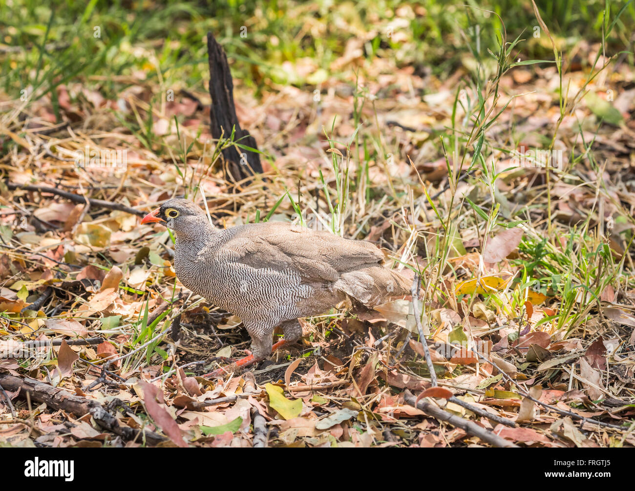 Rot-billed Francolin oder rot-billed Spurfowl (Francolinus Adspersus), Sandibe Camp, Okavango Delta, Botswana, Afrika, unauffällig und getarnt Stockfoto