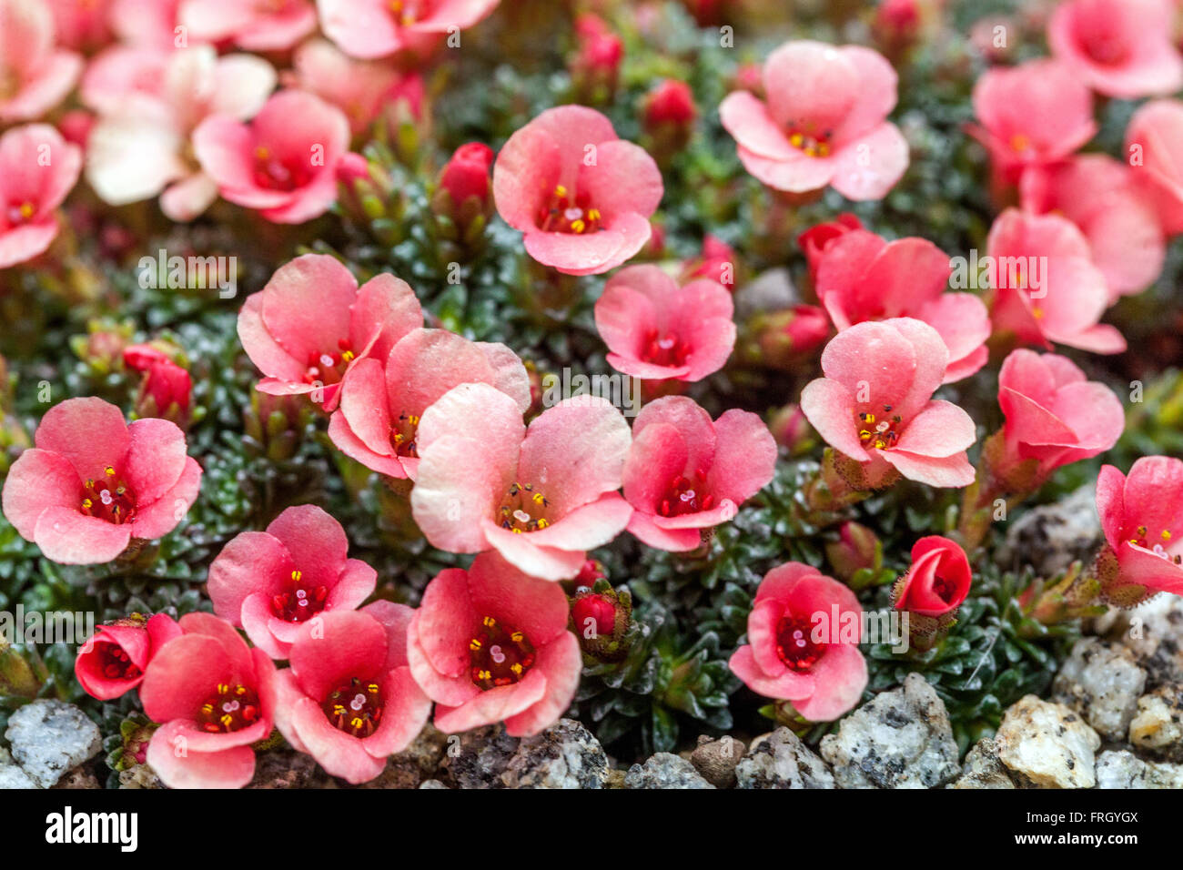 Saxifraga 'Amberine' Altsaxifage Mossy rosa Stockfoto