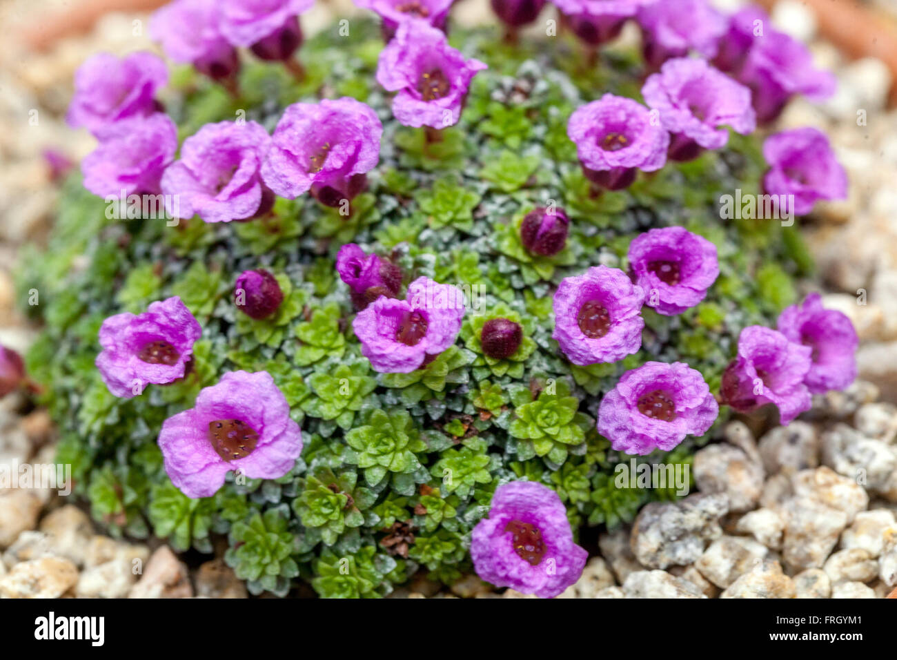 Saxifraga ludlovii Alpensaxifrage moosig violett Stockfoto